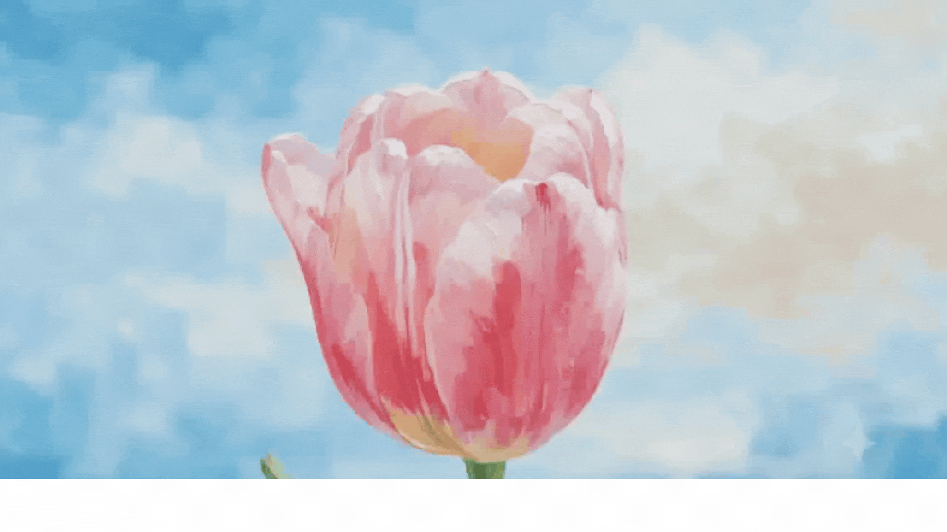 Tulip blooming animation